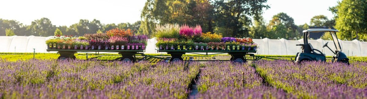 Exklusive Stauden aus dem Ammerland pano1.jpg